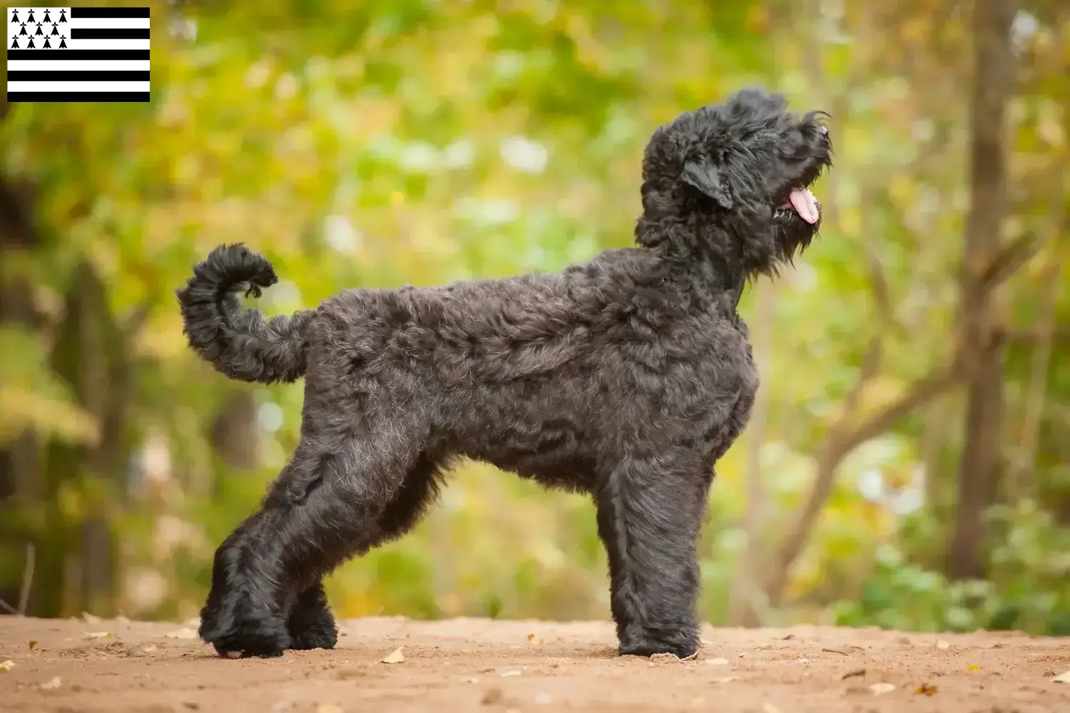 Russischer Schwarzer Terrier Welpen und Züchter Bretagne Hier findest Du Russische Schwarze Terrier Züchter in der Bretagne .