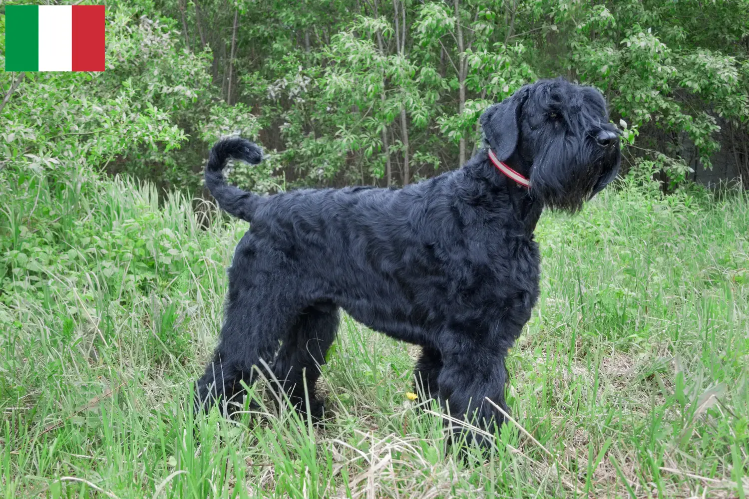 Russischer Schwarzer Terrier Welpen und Züchter Italien Hier findest Du Russische Schwarze Terrier Züchter in Italien.