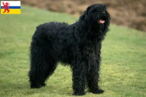 Mehr über den Artikel erfahren Russischer Schwarzer Terrier Züchter und Welpen in Limburg