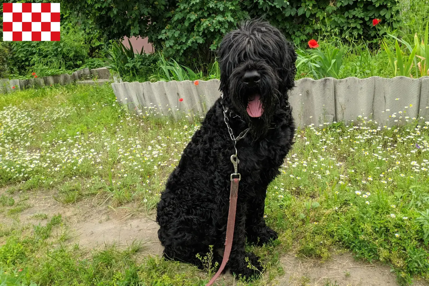 Russischer Schwarzer Terrier Welpen und Züchter Nordbrabant Hier findest Du Russische Schwarze Terrier Züchter in Nordbrabant.