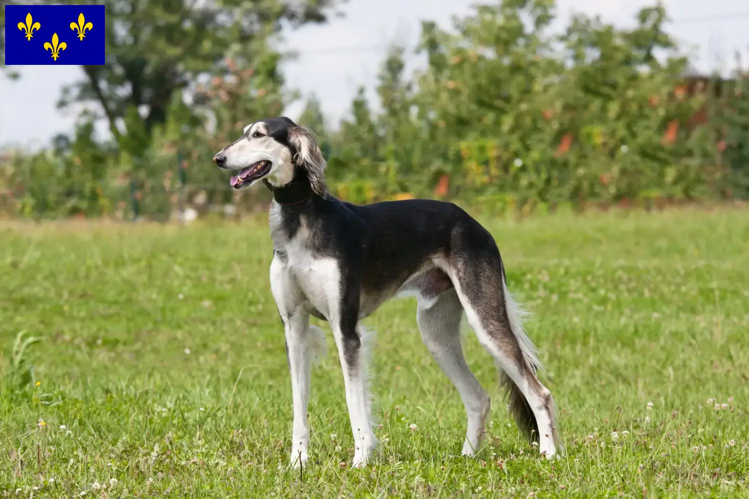 Saluki Welpen und Züchter Île-de-France Hier findest Du Salukis Züchter in Île-de-France.