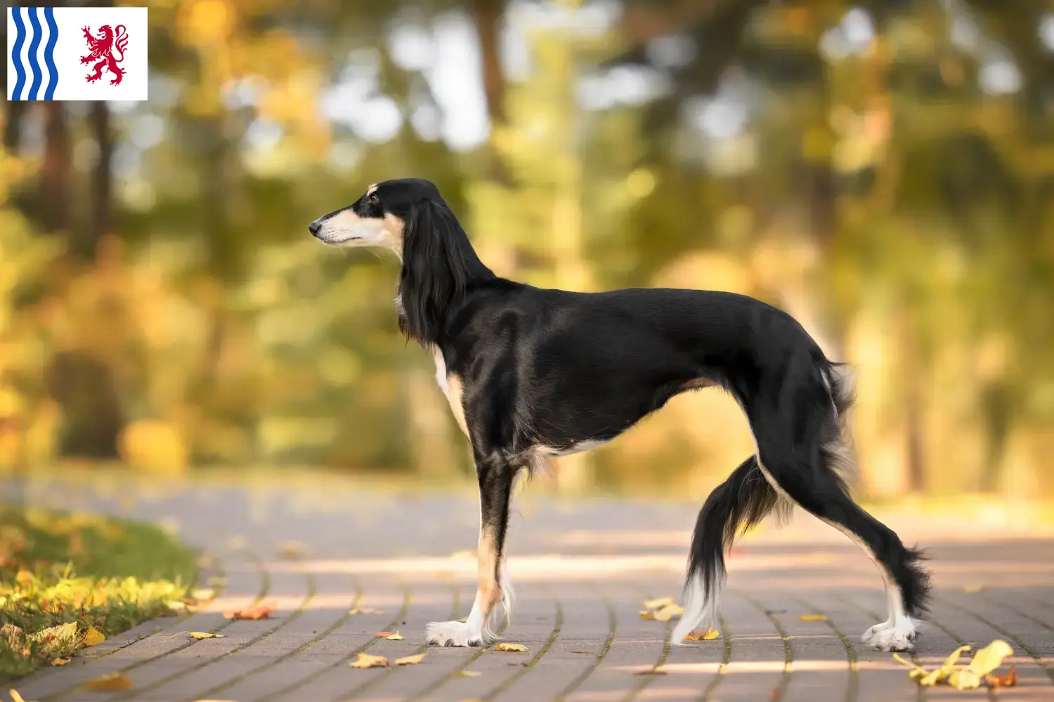 Saluki Welpen und Züchter Nouvelle-Aquitaine Hier findest Du Salukis Züchter in Nouvelle-Aquitaine.