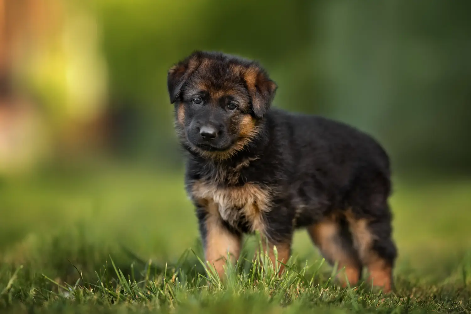 Einen Schäferhund Welpen zu kaufen, bedeutet Verantwortung zu übernehmen! Schäferhund Welpen kaufen.