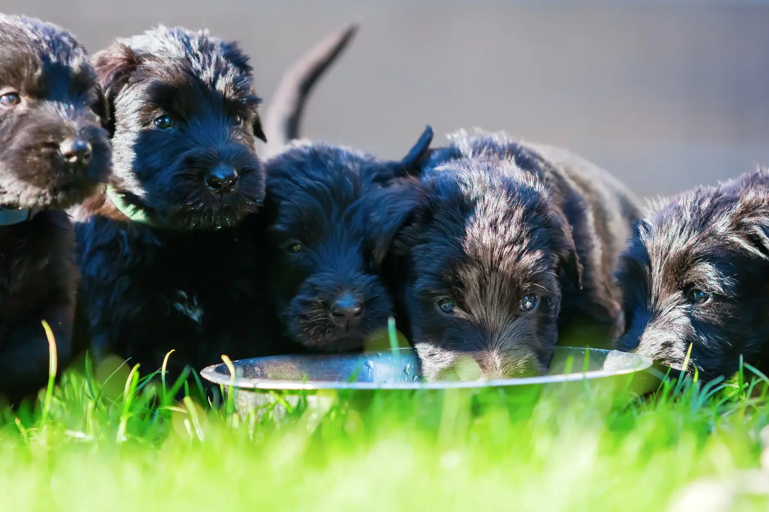 Einen Schnauzer Welpen zu kaufen, bedeutet Verantwortung zu übernehmen! Schnauzer Welpen kaufen.