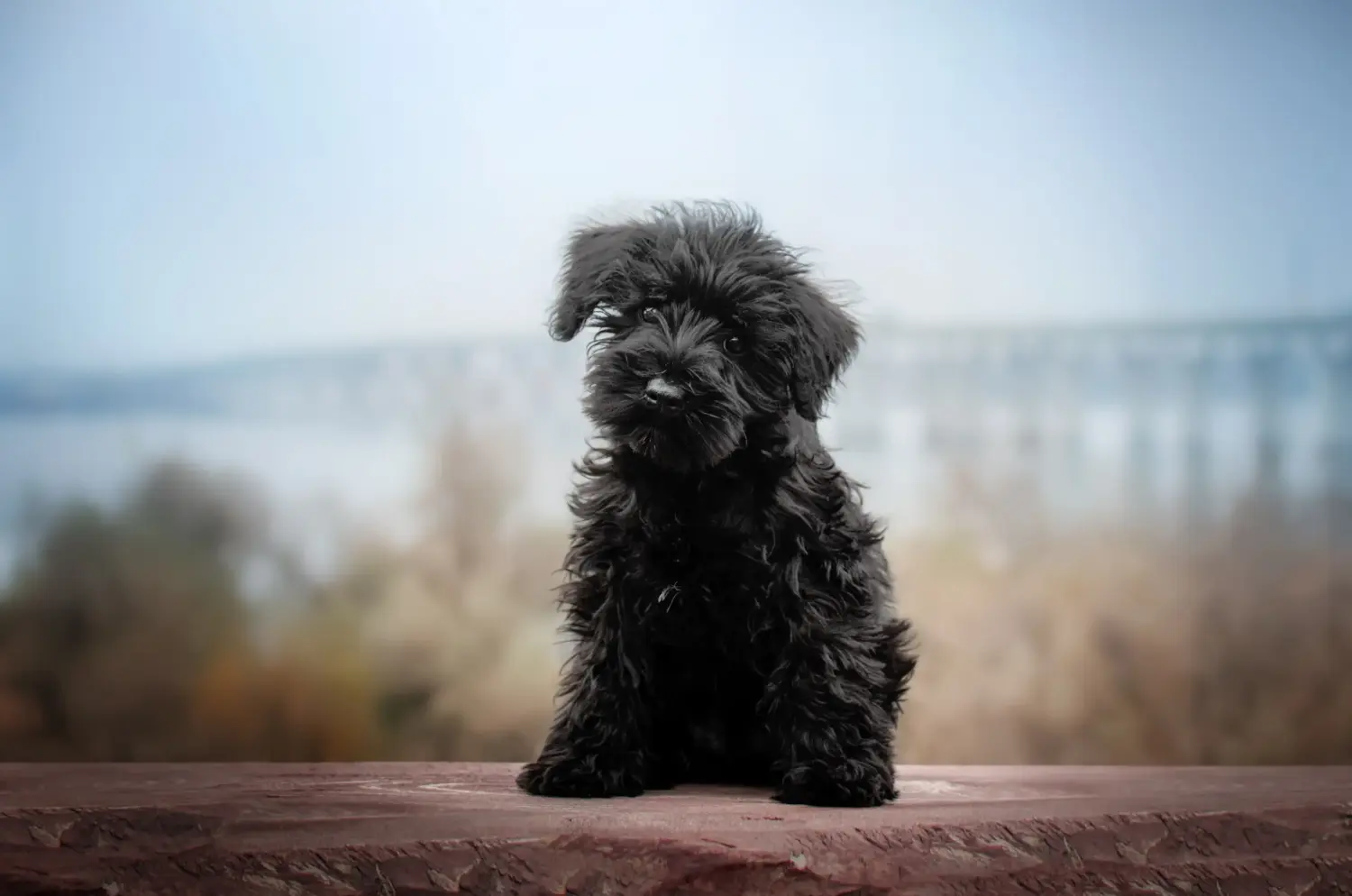 Einen Schnauzer Welpen zu kaufen, bedeutet Verantwortung zu übernehmen! Schnauzer Welpen kaufen.
