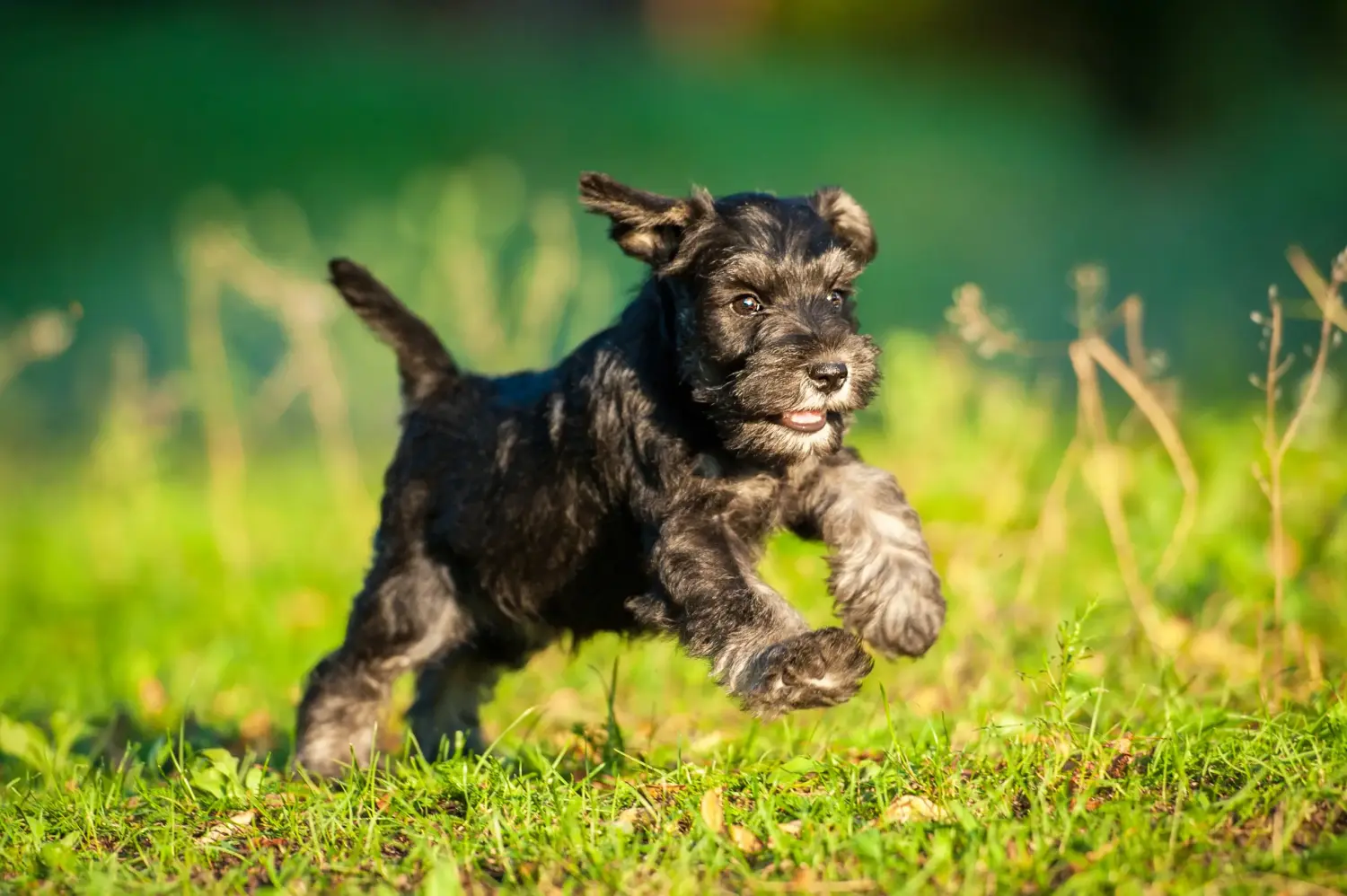 Einen Schnauzer Welpen zu kaufen, bedeutet Verantwortung zu übernehmen! Schnauzer Welpen kaufen.