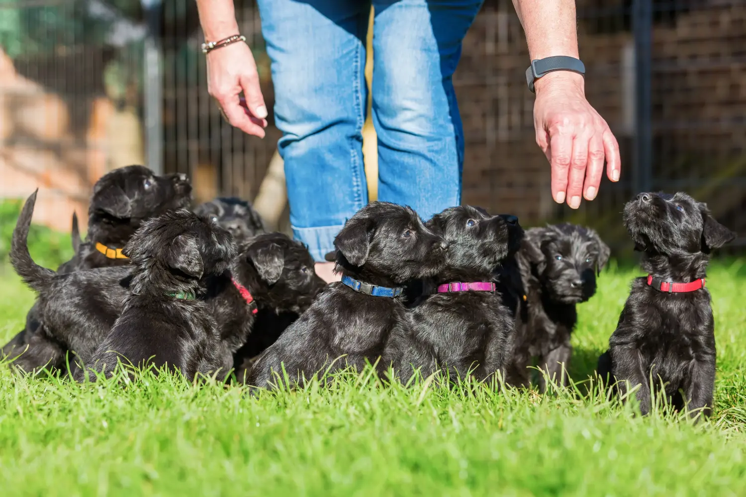 Einen Schnauzer Welpen zu kaufen, bedeutet Verantwortung zu übernehmen! Schnauzer Welpen kaufen.