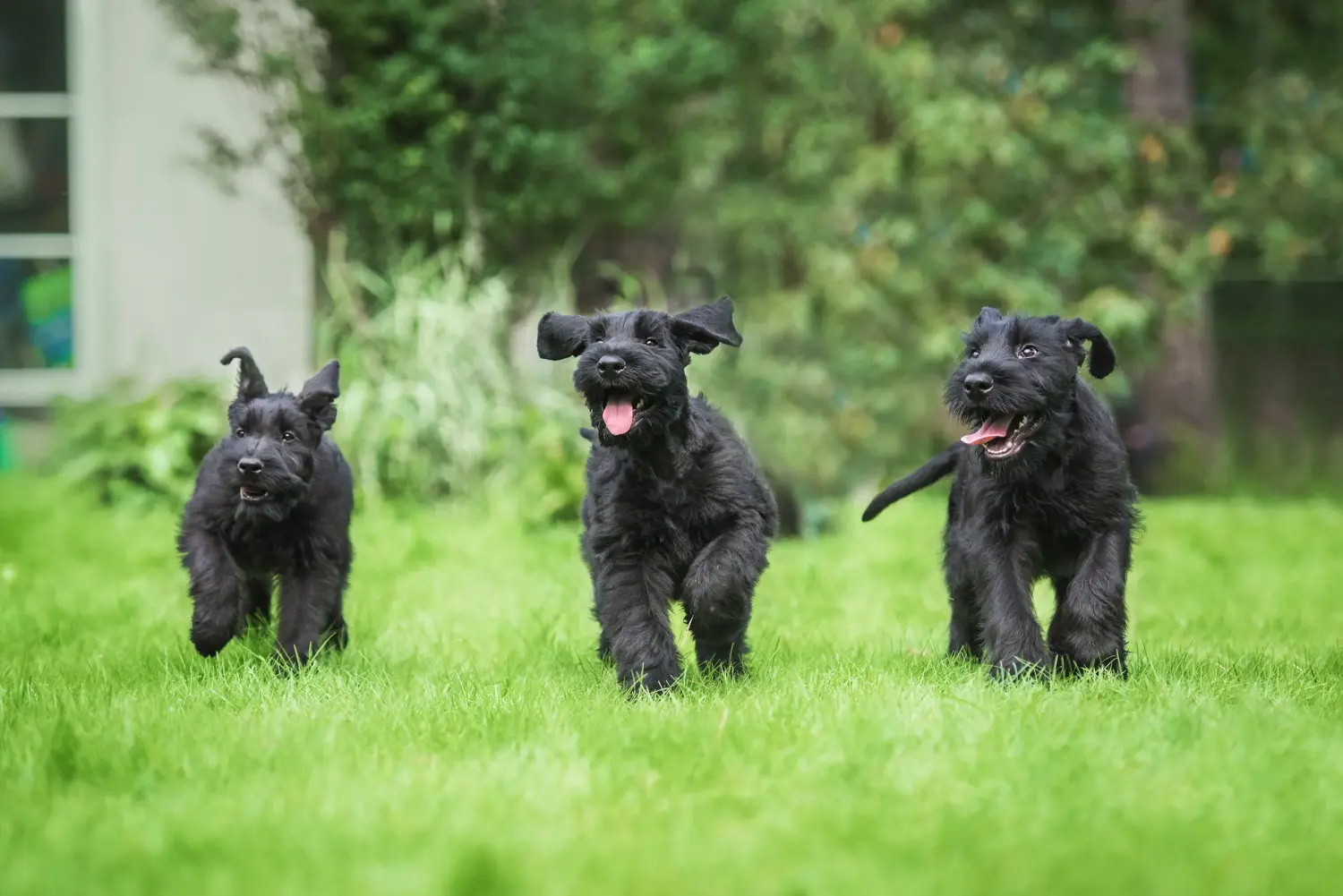 Einen Schnauzer Welpen zu kaufen, bedeutet Verantwortung zu übernehmen! Schnauzer Welpen kaufen.