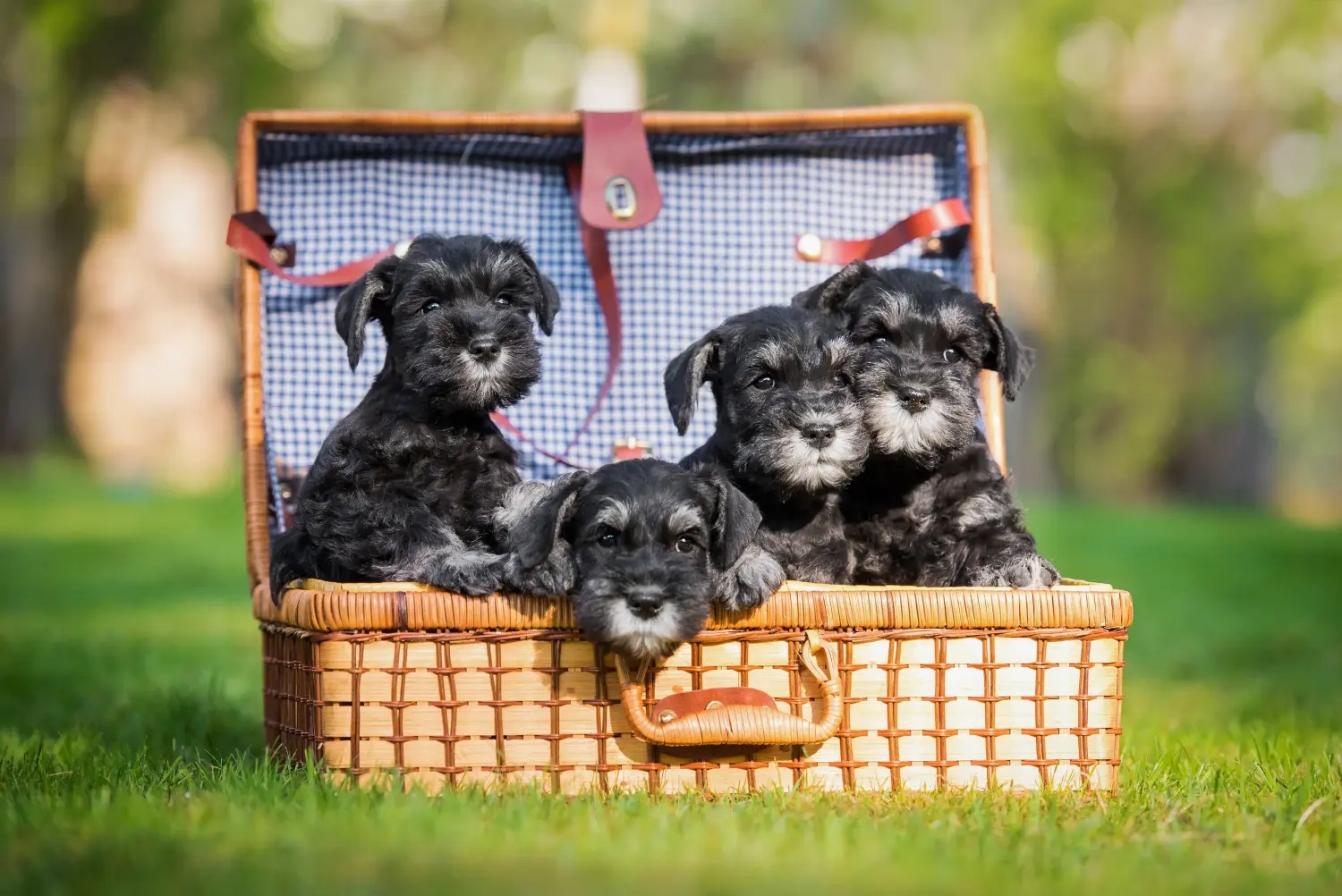 Einen Schnauzer Welpen zu kaufen, bedeutet Verantwortung zu übernehmen! Schnauzer Welpen kaufen.