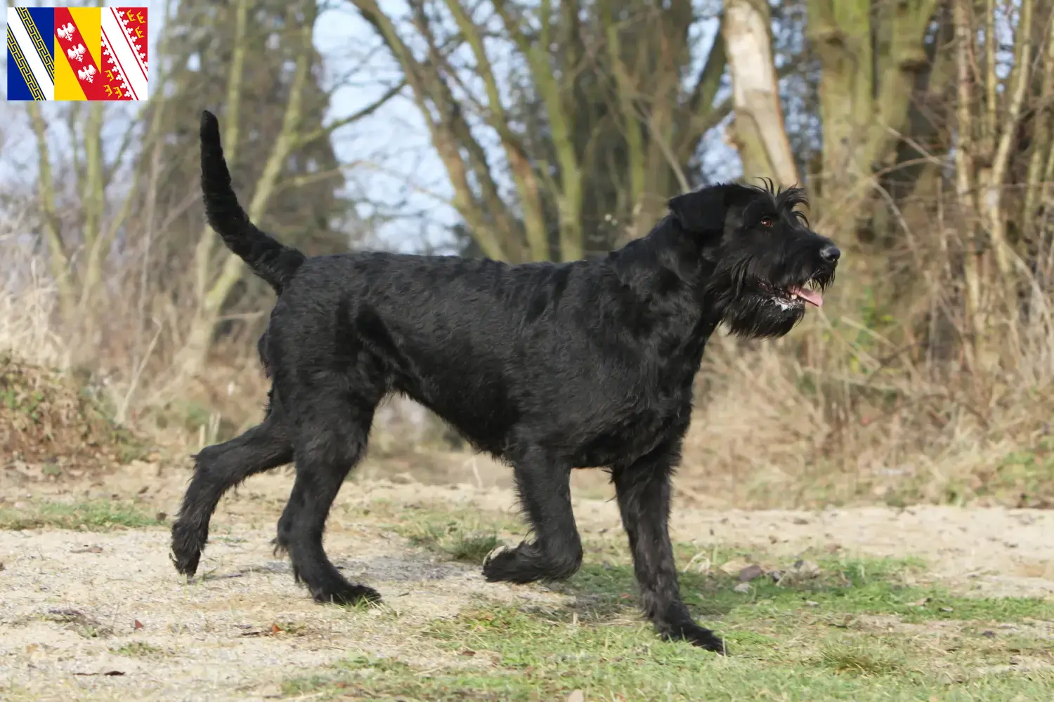Schnauzer Welpen und Züchter Grand Est Hier findest Du Schnauzer Züchter in Grand Est.