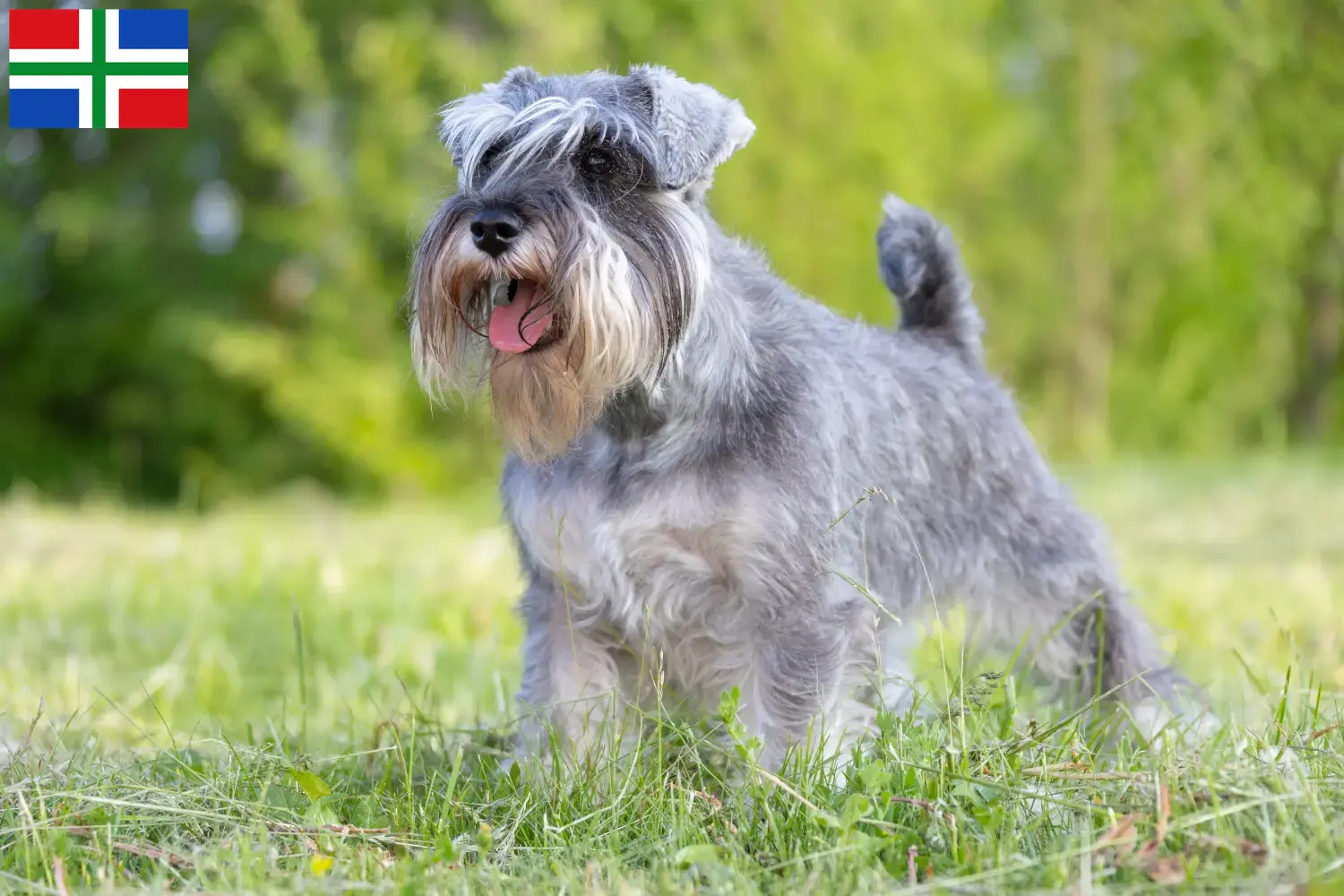 Schnauzer Welpen und Züchter Groningen Hier findest Du Schnauzer Züchter in Groningen.