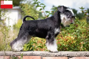Mehr über den Artikel erfahren Schnauzer Züchter und Welpen in Utrecht