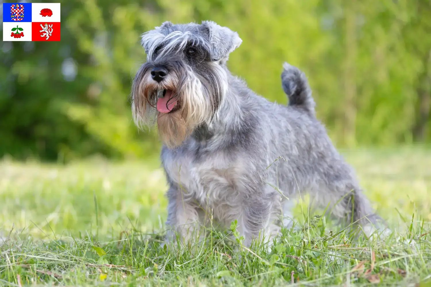 Schnauzer Welpen und Züchter Vysočina Hier findest Du Schnauzer Züchter in Vysočina.