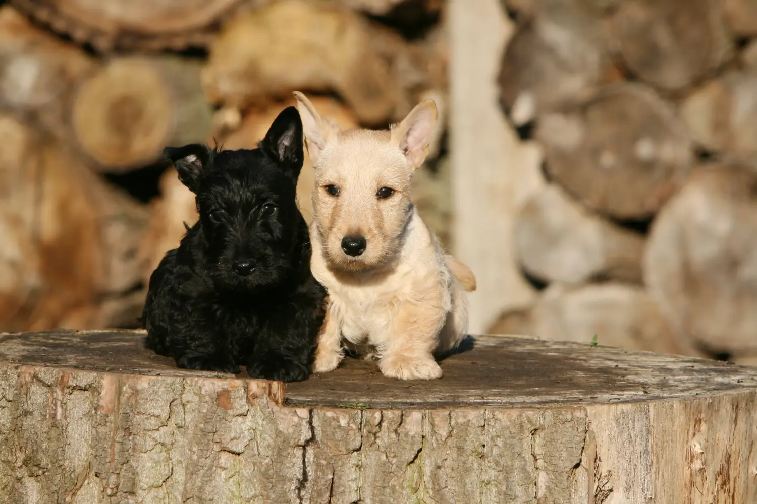 Einen Scottish Terrier Welpen zu kaufen, bedeutet Verantwortung zu übernehmen! Scottish Terrier Welpen kaufen.