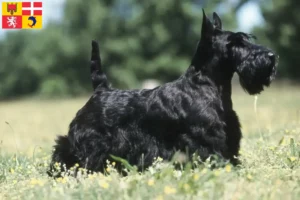 Mehr über den Artikel erfahren Scottish Terrier Züchter und Welpen in Auvergne-Rhône-Alpes