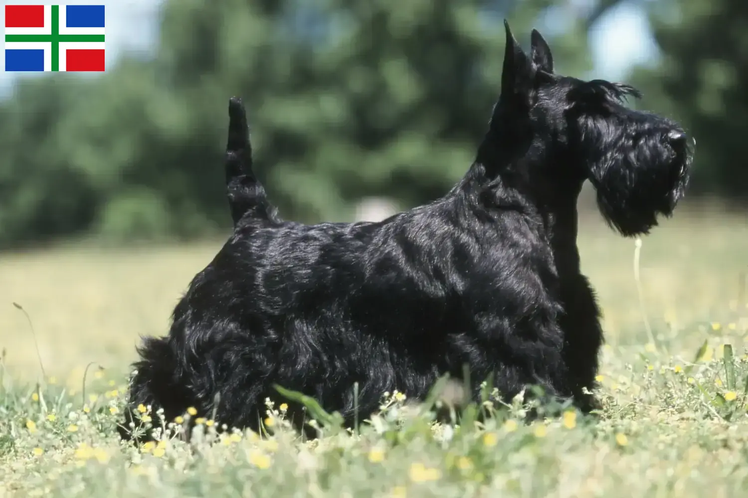 Scottish Terrier Welpen und Züchter Groningen Hier findest Du Scottish Terrier Züchter in Groningen.