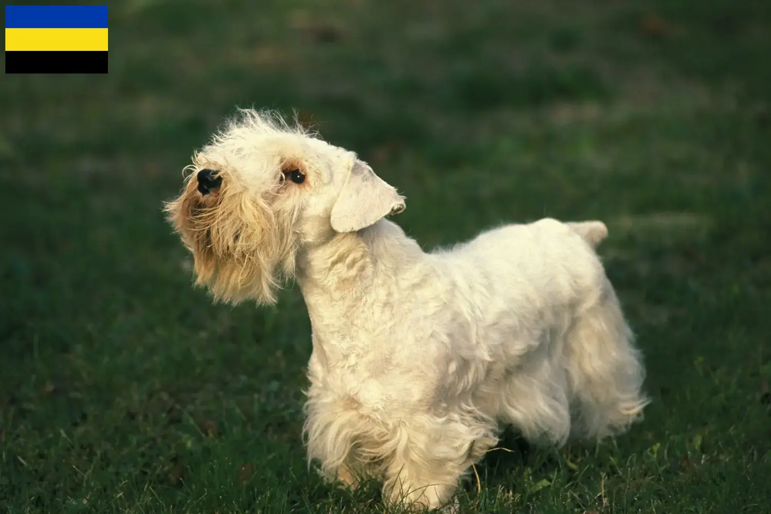 Sealyham Terrier Welpen und Züchter Gelderland Hier findest Du Sealyham Terrier Züchter in Gelderland.