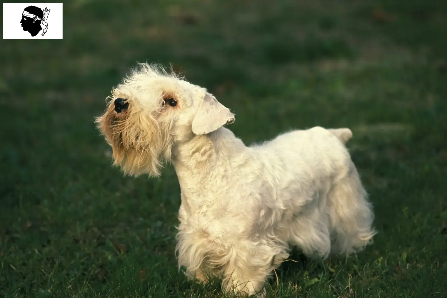 Sealyham Terrier Welpen und Züchter Korsika Hier findest Du Sealyham Terrier Züchter auf Korsika.