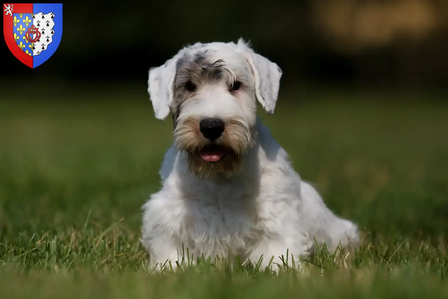 Sealyham Terrier Welpen und Züchter Pays de la Loire Hier findest Du Sealyham Terrier Züchter in Pays de la Loire.