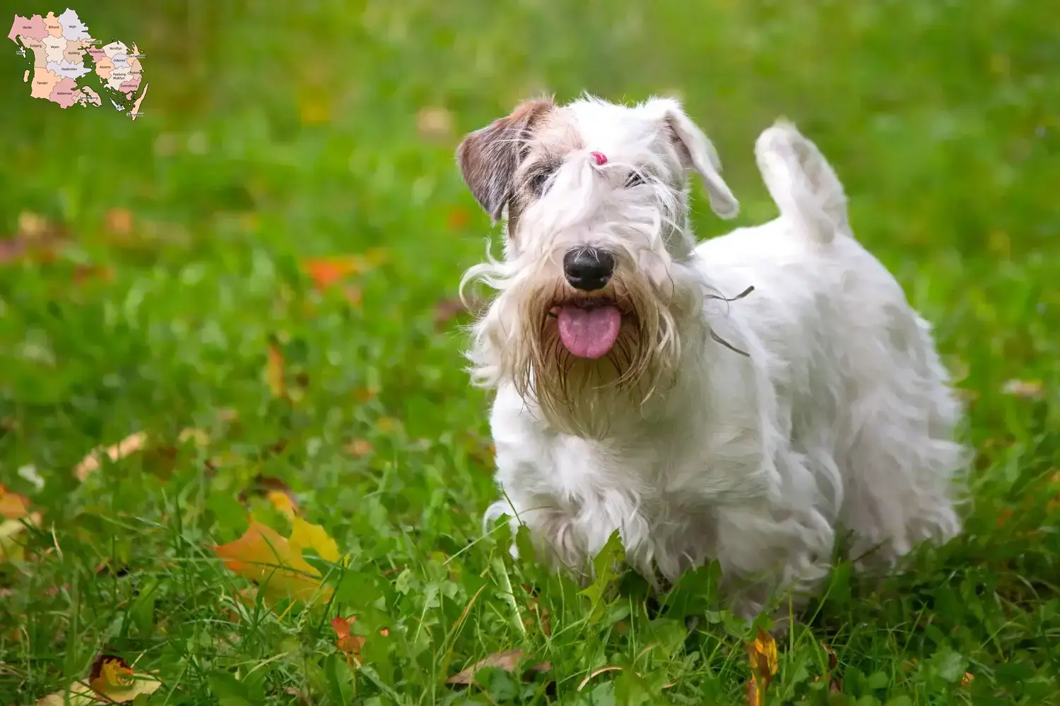 Sealyham Terrier Welpen und Züchter Syddanmark Hier findest Du Sealyham Terrier Züchter in Syddanmark.