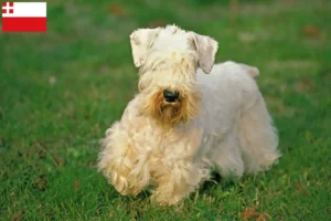 Mehr über den Artikel erfahren Sealyham Terrier Züchter und Welpen in Utrecht