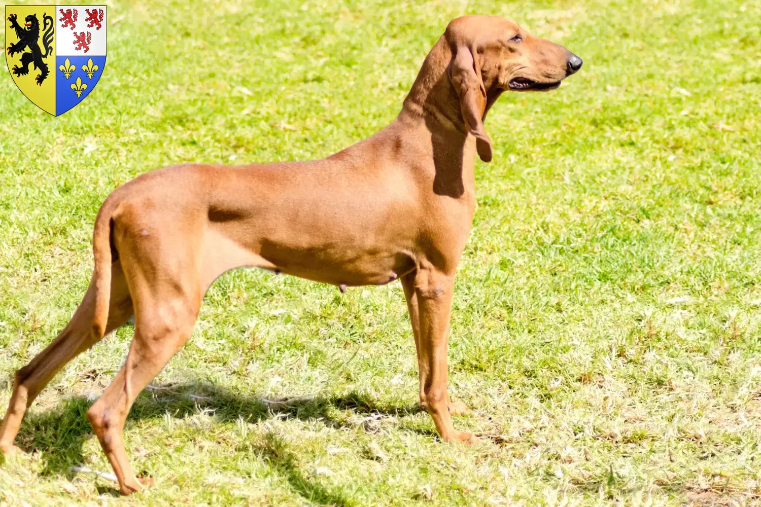 Segugio Italiano Welpen und Züchter Hauts-de-France Hier findest Du Segugio Italianos Züchter in Hauts-de-France.