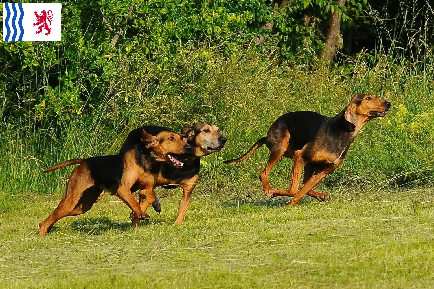 Segugio Italiano Welpen und Züchter Nouvelle-Aquitaine Hier findest Du Segugio Italianos Züchter in Nouvelle-Aquitaine.