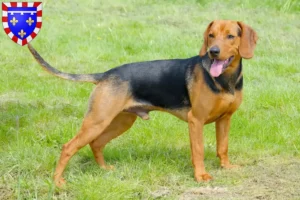 Mehr über den Artikel erfahren Serbischer Laufhund Züchter und Welpen in Centre-Val de Loire
