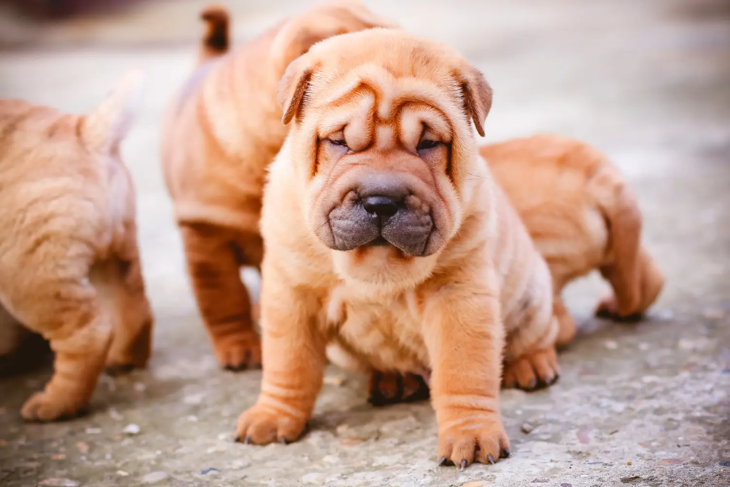 Einen Shar Pei Welpen zu kaufen, bedeutet Verantwortung zu übernehmen! Shar Pei Welpen kaufen.