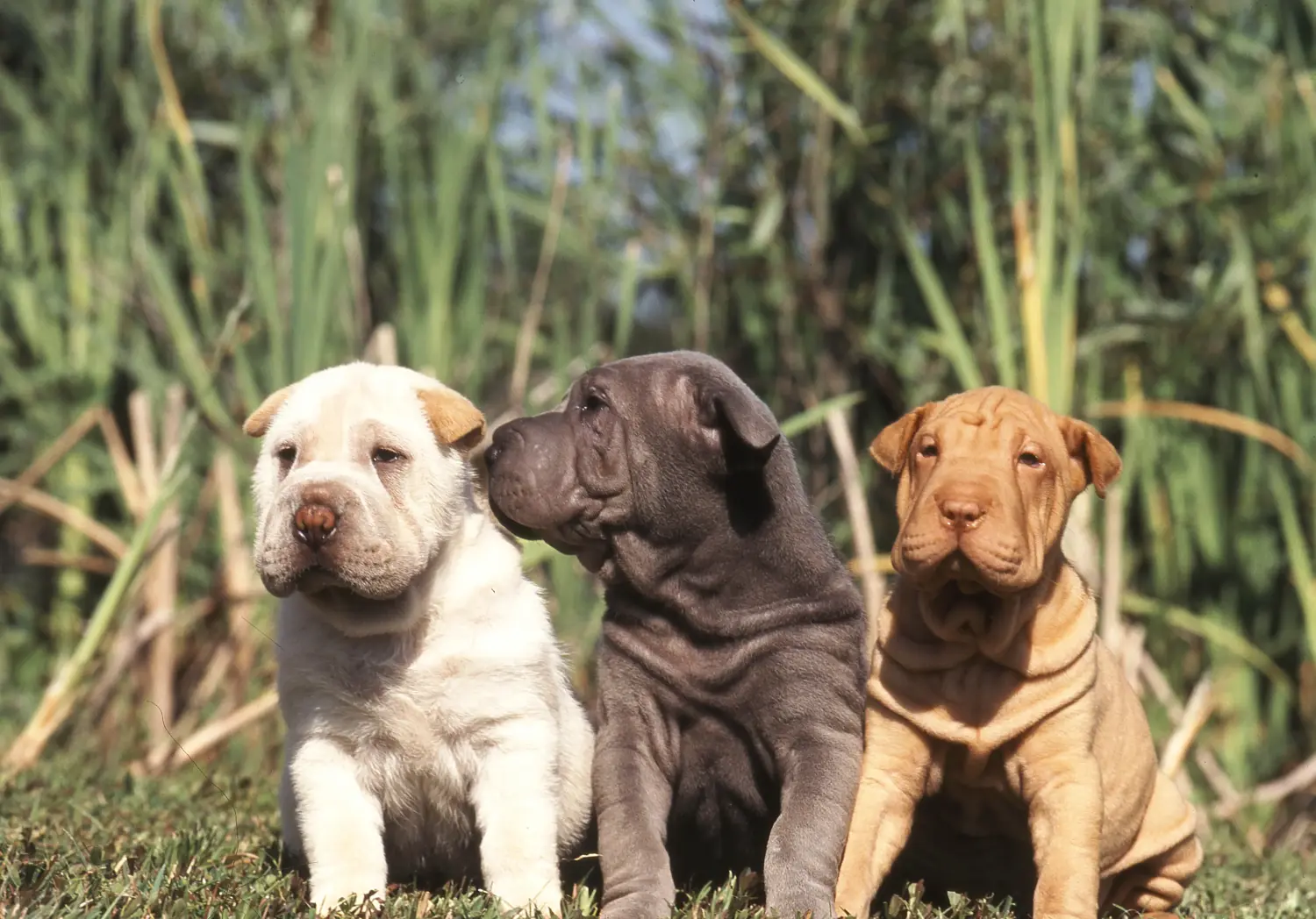 Einen Shar Pei Welpen zu kaufen, bedeutet Verantwortung zu übernehmen! Shar Pei Welpen kaufen.