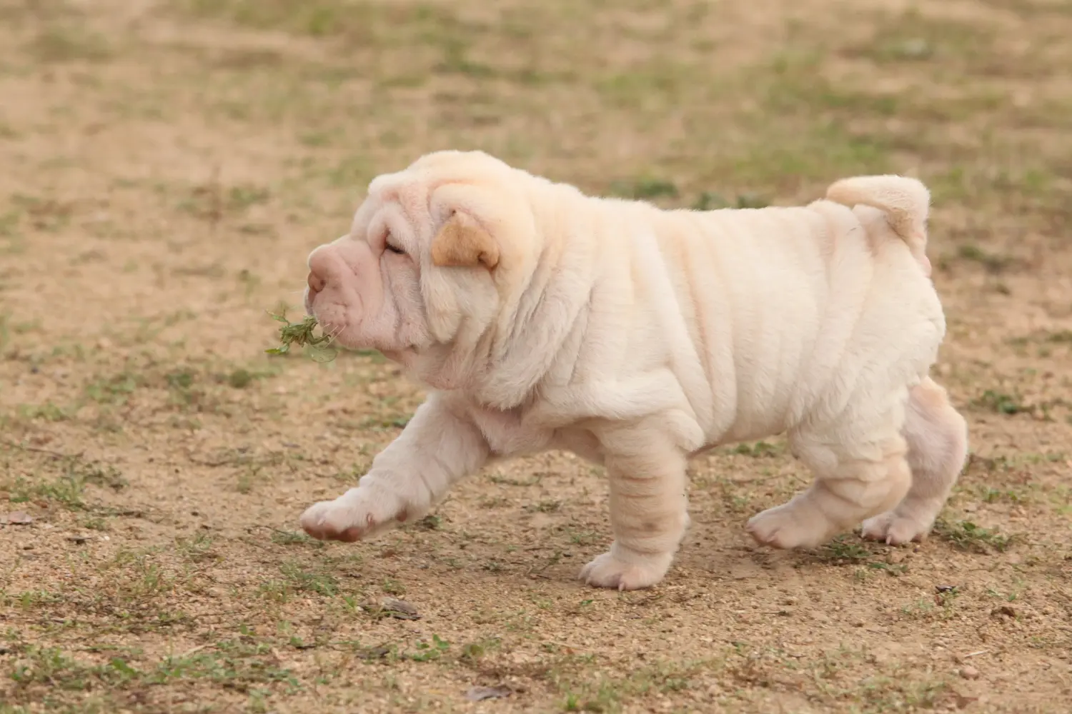 Einen Shar Pei Welpen zu kaufen, bedeutet Verantwortung zu übernehmen! Shar Pei Welpen kaufen.