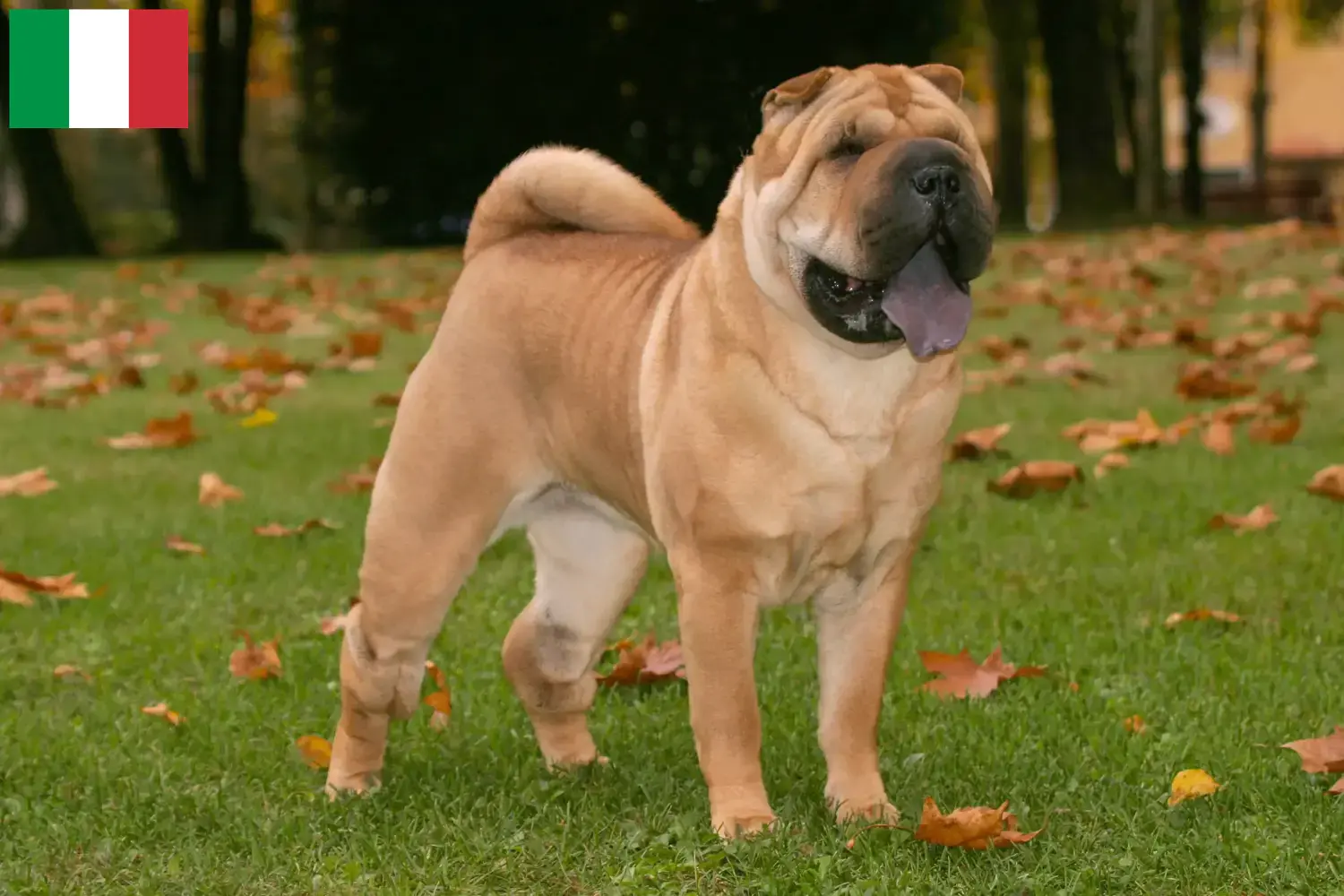 Shar Pei Welpen und Züchter Italien Hier findest Du Shar Peis Züchter in Italien.