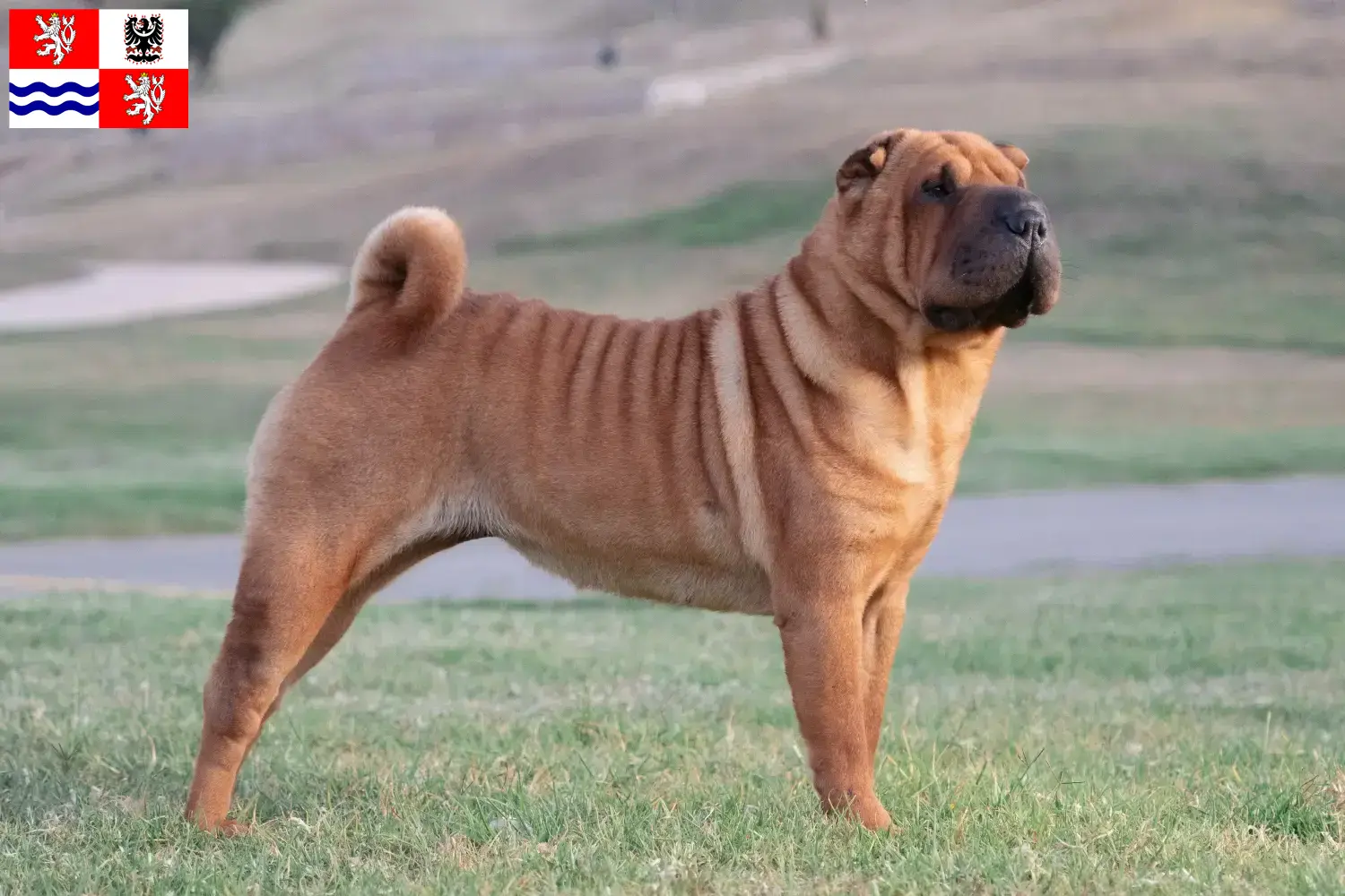 Shar Pei Welpen und Züchter Mittelböhmen Hier findest Du Shar Peis Züchter in Mittelböhmen.