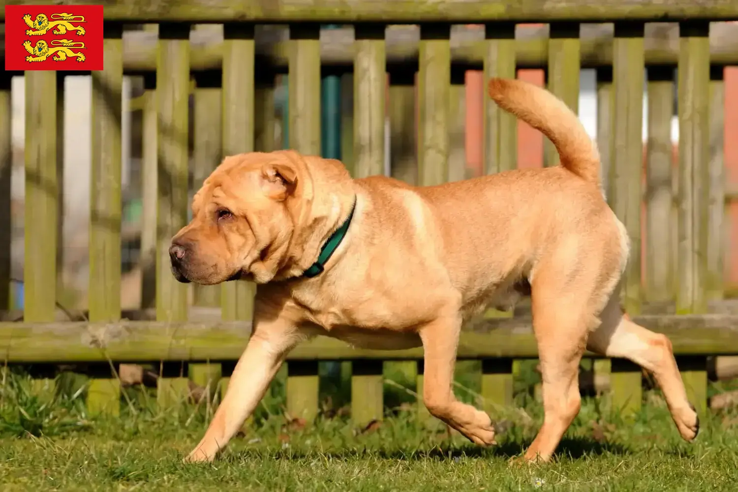 Shar Pei Welpen und Züchter Normandie Hier findest Du Shar Peis Züchter in der Normandie.
