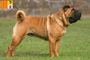 Mehr über den Artikel erfahren Shar Pei Züchter und Welpen in der Provence-Alpes-Côte d’Azur