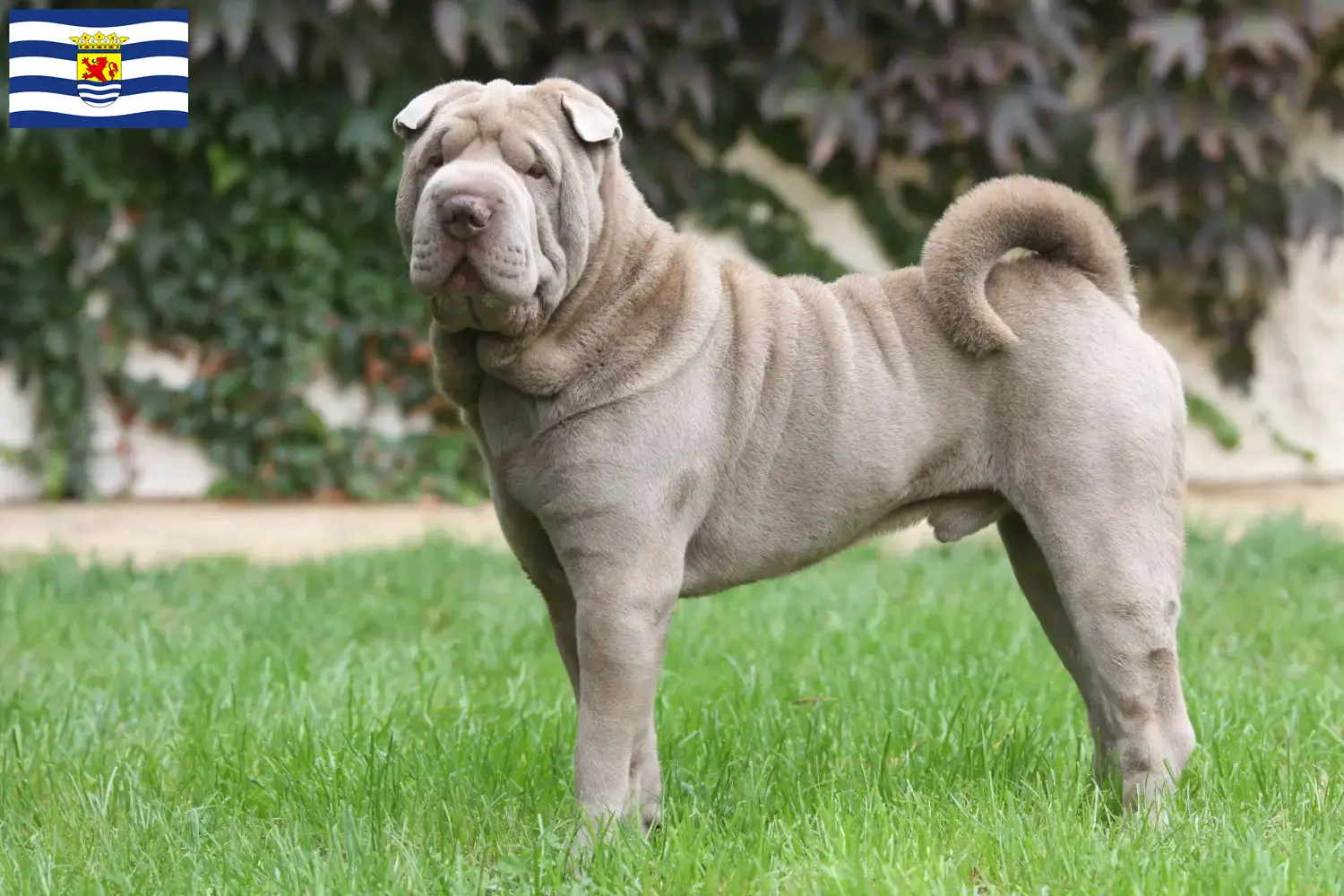Shar Pei Welpen und Züchter Zeeland Hier findest Du Shar Peis Züchter in Zeeland.