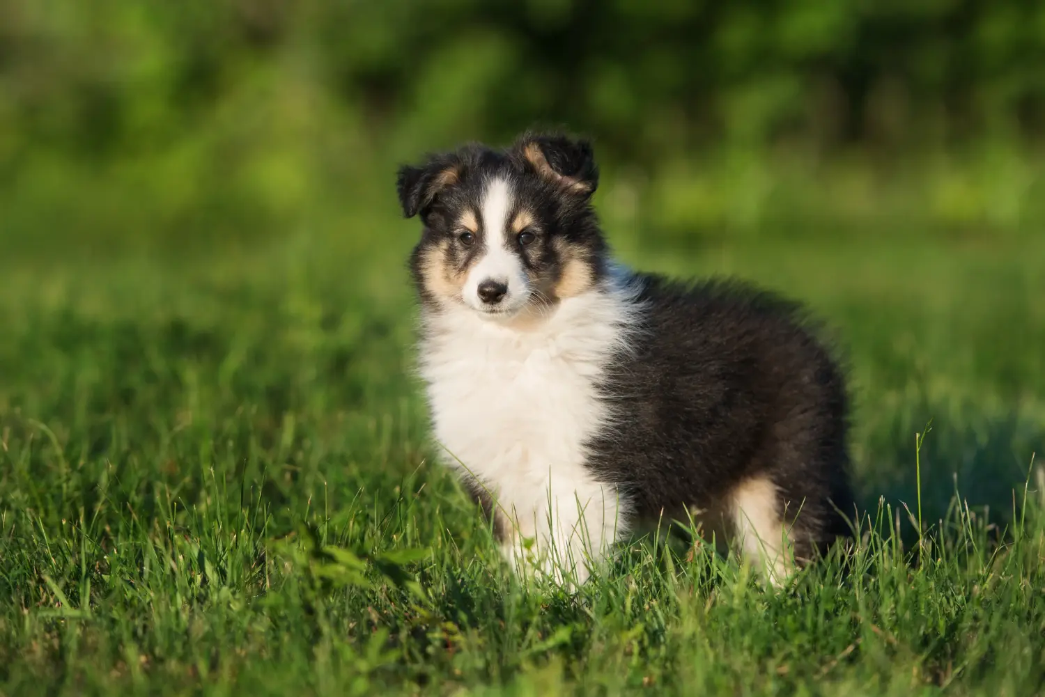 Einen Sheltie Welpen zu kaufen, bedeutet Verantwortung zu übernehmen! Sheltie Welpen kaufen.