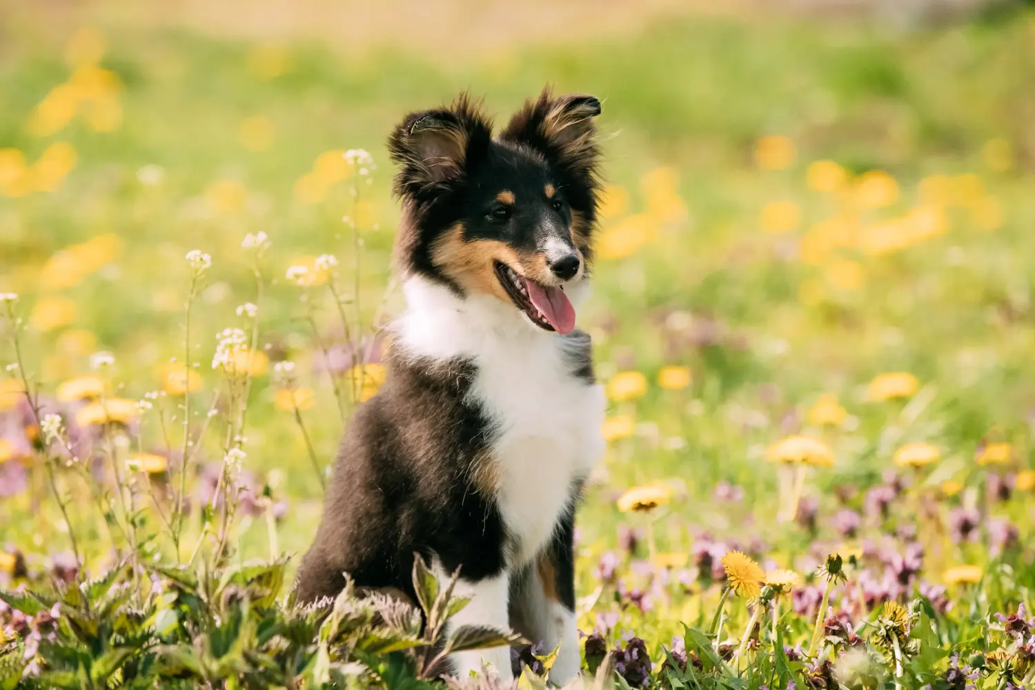 Einen Sheltie Welpen zu kaufen, bedeutet Verantwortung zu übernehmen! Sheltie Welpen kaufen.
