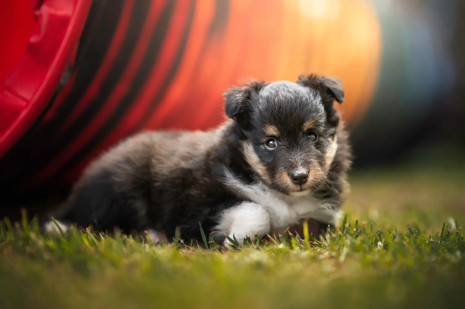 Einen Sheltie Welpen zu kaufen, bedeutet Verantwortung zu übernehmen! Sheltie Welpen kaufen.