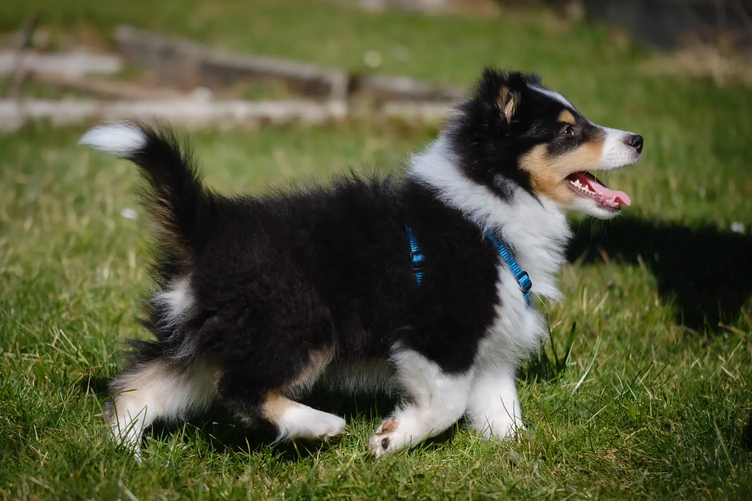 Einen Sheltie Welpen zu kaufen, bedeutet Verantwortung zu übernehmen! Sheltie Welpen kaufen.