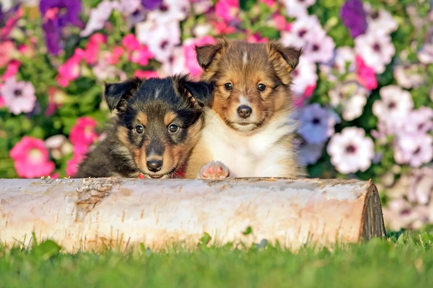Einen Sheltie Welpen zu kaufen, bedeutet Verantwortung zu übernehmen! Sheltie Welpen kaufen.