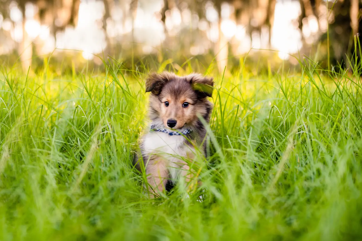 Einen Sheltie Welpen zu kaufen, bedeutet Verantwortung zu übernehmen! Sheltie Welpen kaufen.