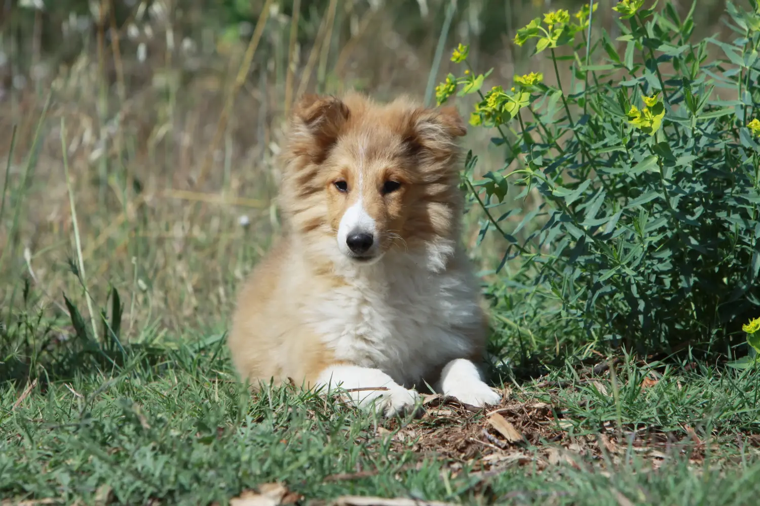 Einen Sheltie Welpen zu kaufen, bedeutet Verantwortung zu übernehmen! Sheltie Welpen kaufen.