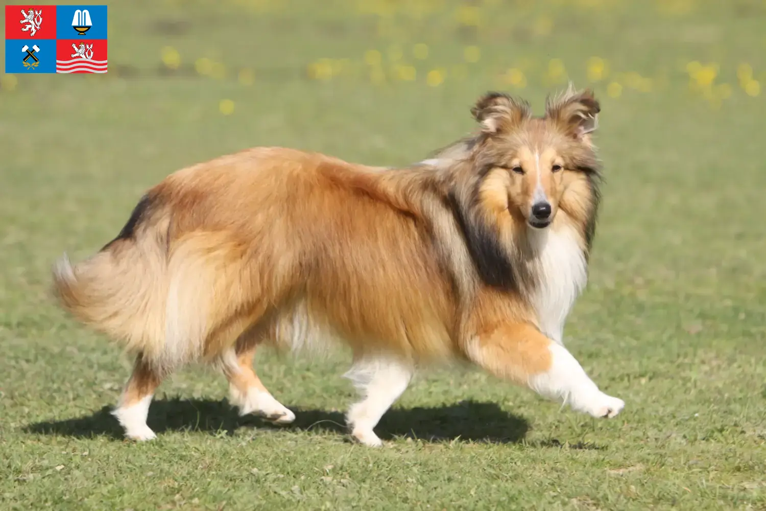 Sheltie Welpen und Züchter Karlsbad Hier findest Du Shelties Züchter in Karlsbad.