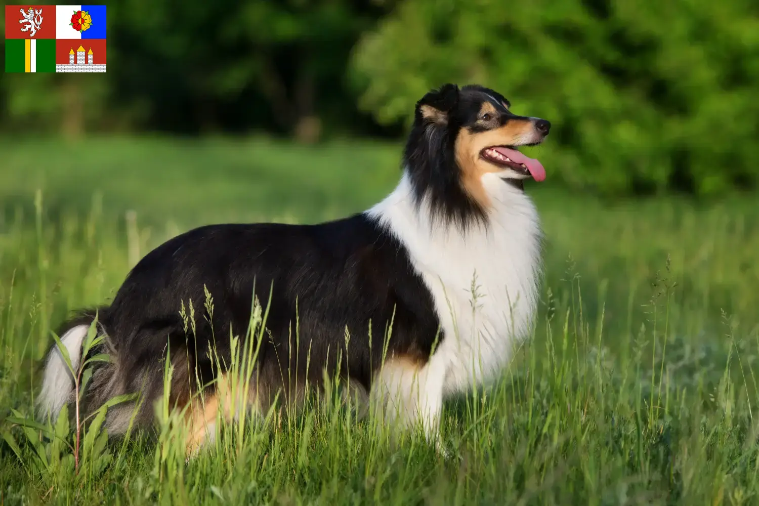 Sheltie Welpen und Züchter Südböhmen Hier findest Du Shelties Züchter in Südböhmen.