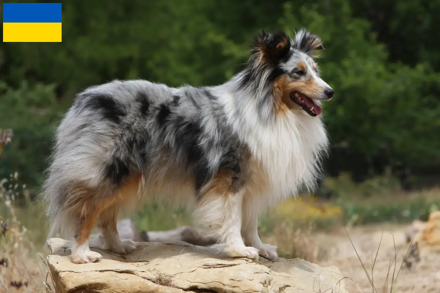 Sheltie Welpen und Züchter Ukraine Hier findest Du Shelties Züchter in der Ukraine.