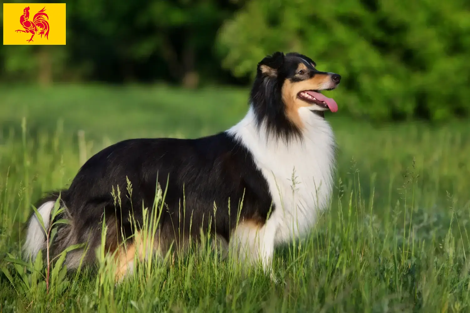 Sheltie Welpen und Züchter Wallonische Region Hier findest Du Shelties Züchter in Wallonische Region.