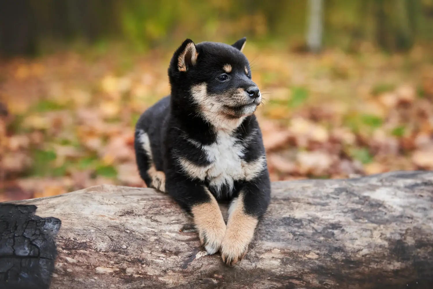 Einen Shiba Welpen zu kaufen, bedeutet Verantwortung zu übernehmen! Shiba Welpen kaufen.