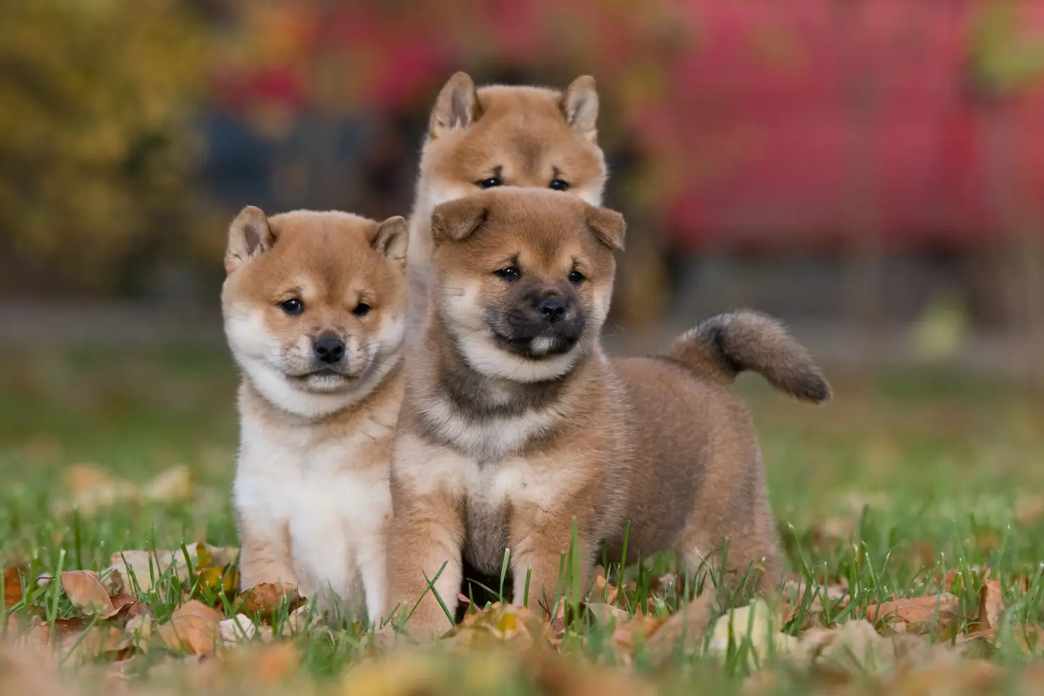 Einen Shiba Welpen zu kaufen, bedeutet Verantwortung zu übernehmen! Shiba Welpen kaufen.
