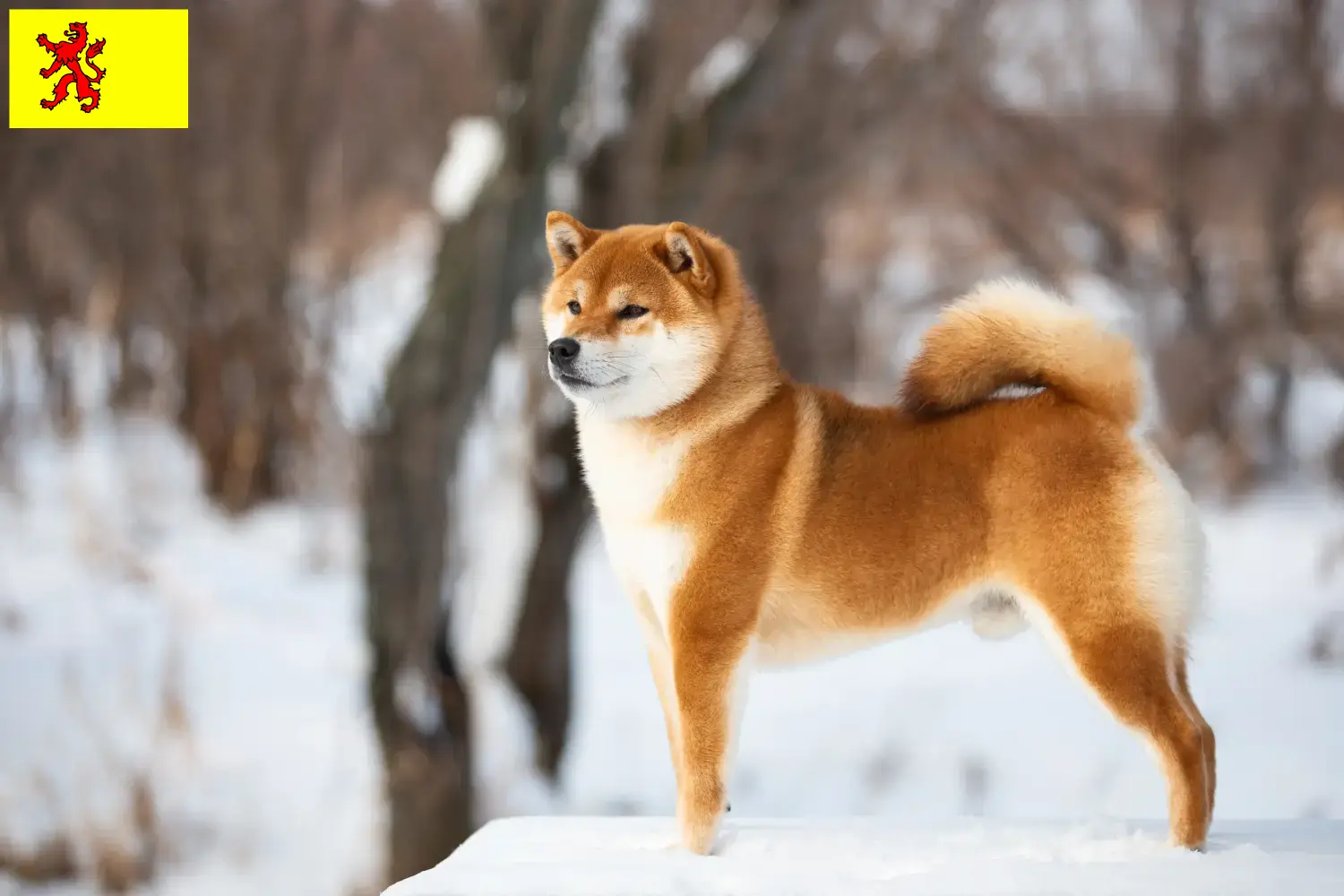 Shiba Welpen und Züchter Südholland Hier findest Du Shibas Züchter in Südholland.